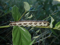 Proserpinus terlooii