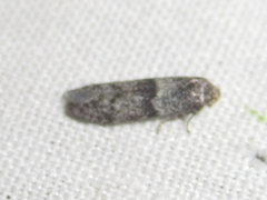 Pigritia