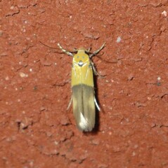 Stathmopoda auriferella
