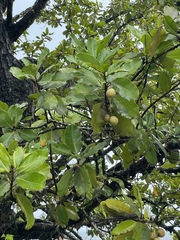 Calophyllum inophyllum