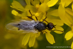 Empididae