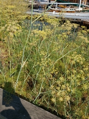 Foeniculum vulgare