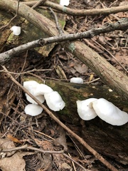 Pleurocybella porrigens