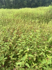 Melochia corchorifolia