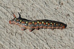 Hyles euphorbiae