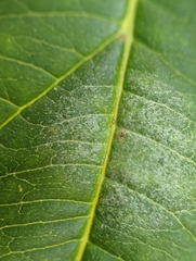 Erysiphaceae