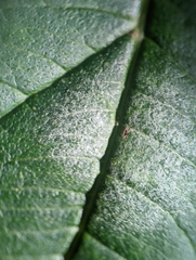 Erysiphaceae