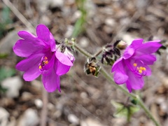 Mirabilis coccinea