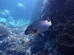 Plectorhinchus pica