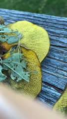 Boletinellus merulioides