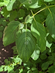 Erysiphaceae