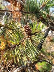 Pinus contorta contorta
