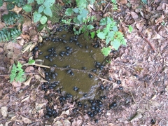 Anoplotrupes stercorosus