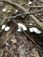 Pleurocybella porrigens