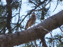 Junco hyemalis mearnsi