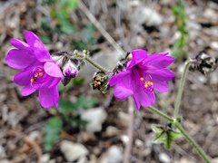 Mirabilis coccinea