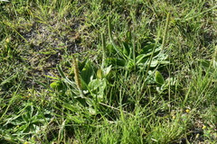 Plantago major