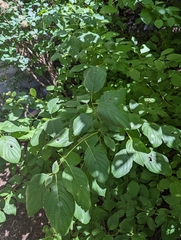 Erysiphaceae