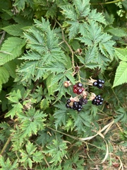 Rubus laciniatus