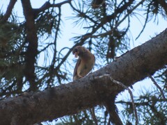 Junco hyemalis mearnsi