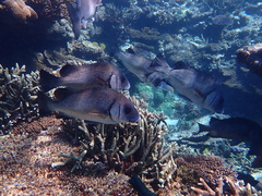 Plectorhinchus gibbosus