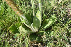 Plantago major