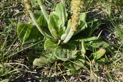 Plantago major