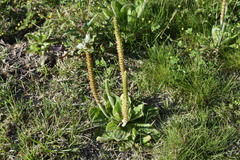 Plantago major