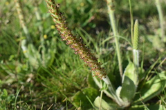 Plantago major