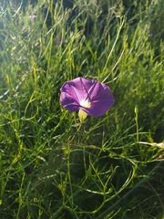 Ipomoea ternifolia leptotoma