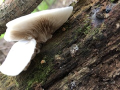 Pleurocybella porrigens