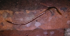 Geophilus carpophagus
