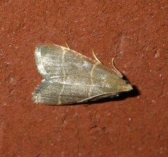 Hypsopygia glaucinalis