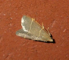 Hypsopygia glaucinalis