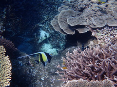 Zanclus cornutus