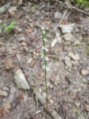 Spiranthes lacera