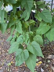 Catalpa speciosa