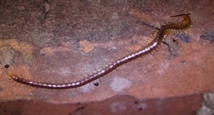 Geophilus carpophagus