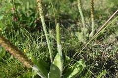 Plantago major