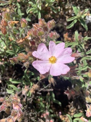 Cistus × skanbergii