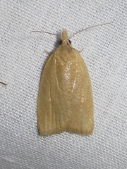 Sparganothoides machimiana