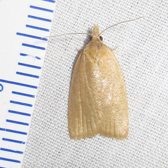 Sparganothoides machimiana