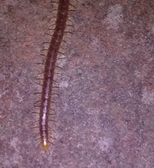 Geophilus carpophagus