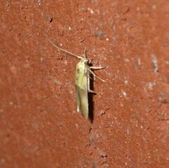 Stathmopoda auriferella