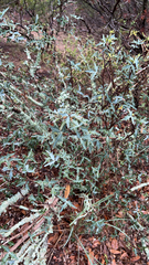Berberis trifoliolata