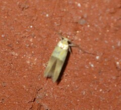 Stathmopoda auriferella