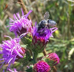 Megachilini