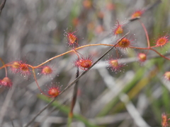 Drosera planchonii