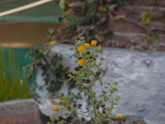 Abutilon grandifolium