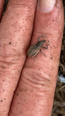 Naupactus leucoloma